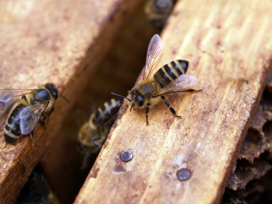 What Is The Spiritual Meaning Of Honey Bees_1